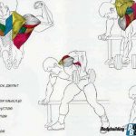 Тяга гантели в наклоне - работающие мышцы