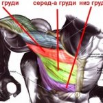 Упражнения для верхней части грудных мышц для женщин и мужчин дома и в спортзале. Как выполнять