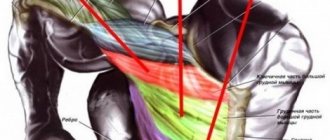 Exercises for the upper pectoral muscles for women and men at home and in the gym. How to perform