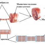 Виды мышечной гипертрофии
