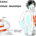 Задействованные мышцы